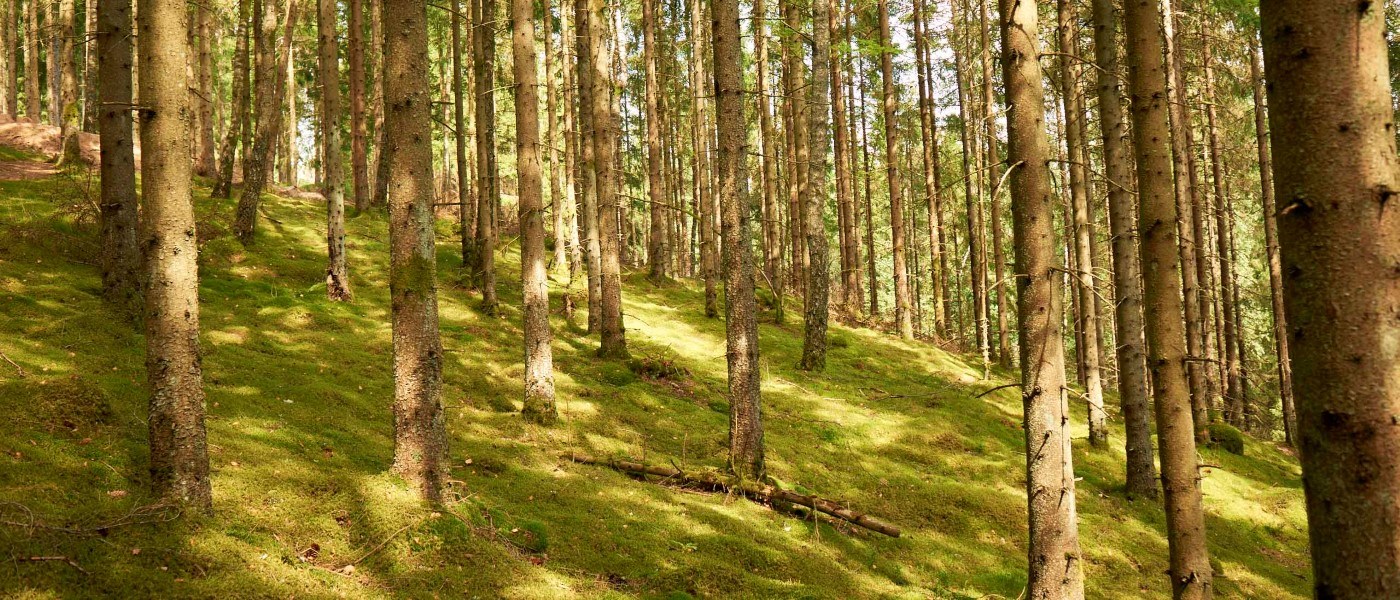 Solbelyst mossig skogssluttning med höga träd och mjukt gyllene ljus som filtreras genom grenarna.